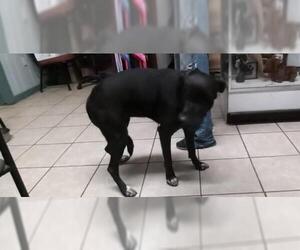 Labrador Retriever-Unknown Mix Dogs for adoption in Pandora, TX, USA