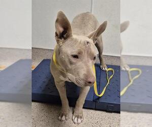 American Pit Bull Terrier-Unknown Mix Dogs for adoption in Bakersfield, CA, USA