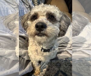 Shih-Poo Dogs for adoption in Lockport, NY, USA