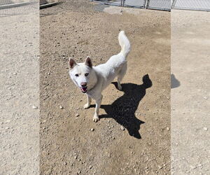 - Mix Dogs for adoption in Maquoketa, IA, USA