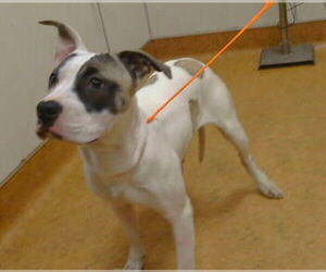 Mutt Dogs for adoption in Sacramento, CA, USA