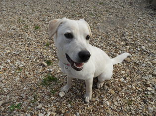 Medium Photo #1 Labrador Retriever-Unknown Mix Puppy For Sale in Waco, TX, USA