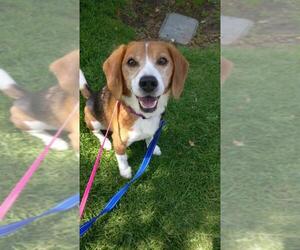 Beagle Dogs for adoption in Sherman Oaks, CA, USA