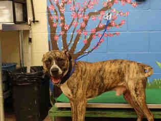Medium Photo #1 American Pit Bull Terrier-Catahoula Leopard Dog Mix Puppy For Sale in Waco, TX, USA