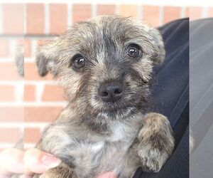 Chihuahua-Unknown Mix Dogs for adoption in Carrollton, TX, USA
