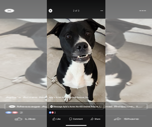 Mutt Dogs for adoption in St. Augustine, FL, USA