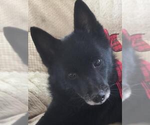 Schipperke Dogs for adoption in Tomball, TX, USA