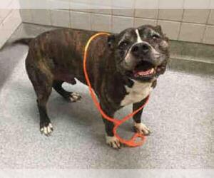 Bullboxer Pit Dogs for adoption in Orange, CA, USA