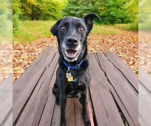 Borador Dogs for adoption in Bellingham, WA, USA