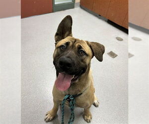 Mastiff-Unknown Mix Dogs for adoption in Rancho Cucamonga, CA, USA