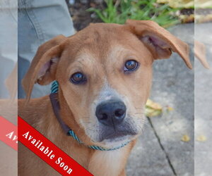 Medium Photo #1 Black Mouth Cur-Unknown Mix Puppy For Sale in Huntley, IL, USA