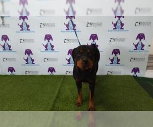 Rottweiler Dogs for adoption in Orlando, FL, USA