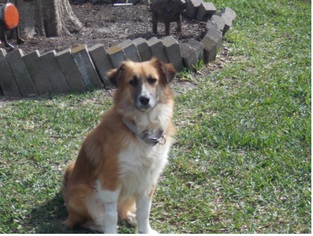 Border Collie-Collie Mix Dogs for adoption in Stafford, TX, USA