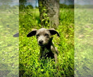 Blue Lacy-Unknown Mix Dogs for adoption in Pleasanton, TX, USA