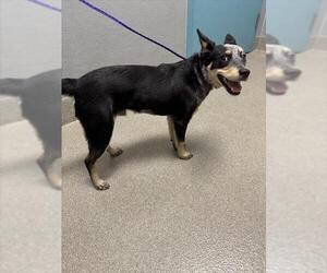 Australian Kelpie-Unknown Mix Dogs for adoption in Las Vegas, NV, USA