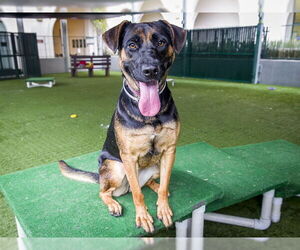 German Shepherd Dog-Unknown Mix Dogs for adoption in Pasadena, CA, USA
