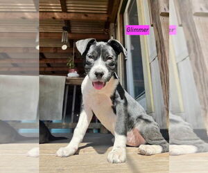 American Pit Bull Terrier-Labrador Retriever Mix Dogs for adoption in Brewster, NY, USA