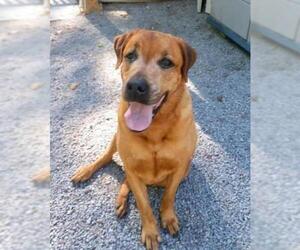 Golden Labrador Dogs for adoption in Wilmington, NC, USA