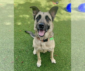 Mutt Dogs for adoption in Pompano Beach , FL, USA