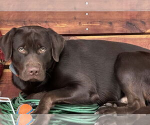 Labrador Retriever Dogs for adoption in Warrington, PA, USA