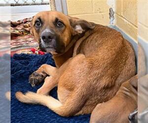 Mutt Dogs for adoption in Tulsa, OK, USA