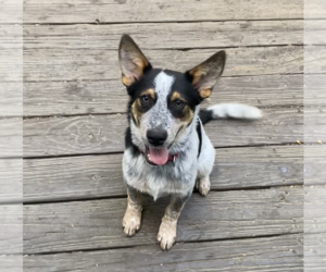 Mutt Dogs for adoption in Garden City, NY, USA