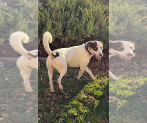 Labrador Retriever-Unknown Mix Dogs for adoption in Salt Lake City, UT, USA