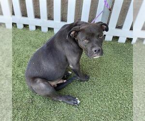 American Pit Bull Terrier-Labrador Retriever Mix Dogs for adoption in Modesto, CA, USA