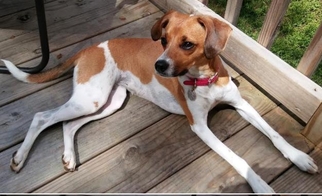 Jack-A-Bee Dogs for adoption in Rustburg, VA, USA