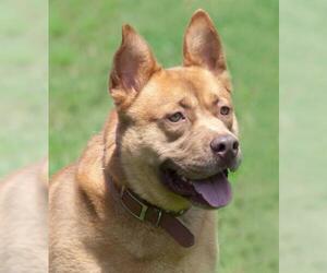 Chow Chow Dogs for adoption in Richmond, VA, USA