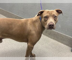 American Pit Bull Terrier-Unknown Mix Dogs for adoption in Las Vegas, NV, USA