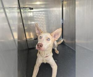 Huskies -Unknown Mix Dogs for adoption in San Antonio, TX, USA