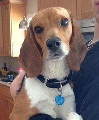 Beagle Dogs for adoption in Boonton, NJ, USA
