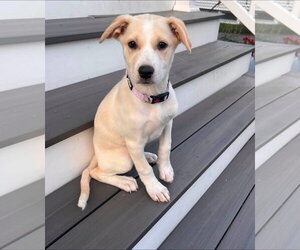 Labsky Dogs for adoption in Alexander, AR, USA