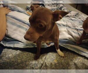 Chihuahua-Unknown Mix Dogs for adoption in San Antonio, TX, USA