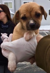 Chihuahua Dogs for adoption in Tonawanda , NY, USA