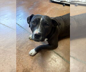 American Pit Bull Terrier Dogs for adoption in Bolivar, MO, USA