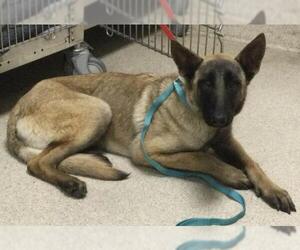 Mutt Dogs for adoption in Riverside, CA, USA