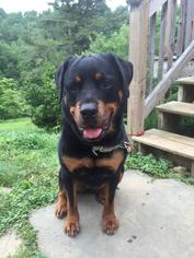 Rottweiler Dogs for adoption in Forest, VA, USA