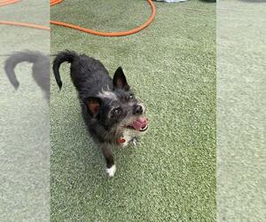 Mutt Dogs for adoption in Tempe , AZ, USA