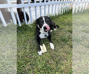 American Pit Bull Terrier Dogs for adoption in Miami, FL, USA