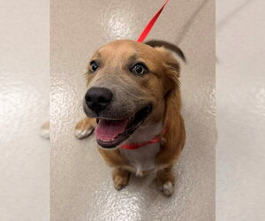 Aussiedor Dogs for adoption in Baytown, TX, USA
