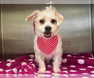 Cairn Terrier-Unknown Mix Dogs for adoption in Orange, CA, USA