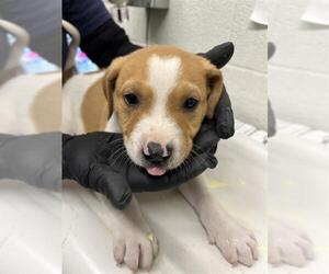 Labrador Retriever-Unknown Mix Dogs for adoption in Chula Vista, CA, USA