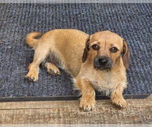 Schweenie Dogs for adoption in Lexington, SC, USA