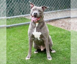 Mutt Dogs for adoption in Camarillo, CA, USA