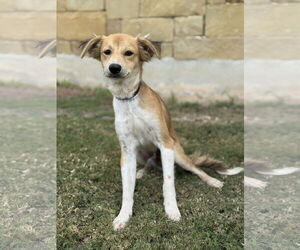 Spaniel-Unknown Mix Dogs for adoption in PIPE CREEK, TX, USA