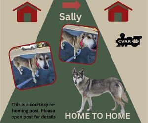 Huskies -Unknown Mix Dogs for adoption in Lindsay, CA, USA