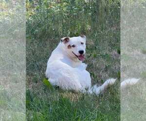 Labrador Retriever-Unknown Mix Dogs for adoption in Tabernash, CO, USA