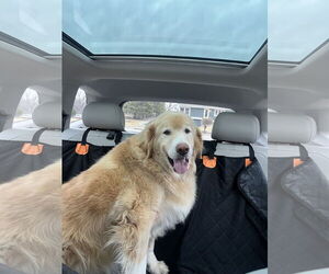 Golden Retriever Dogs for adoption in St. Louis Park, MN, USA
